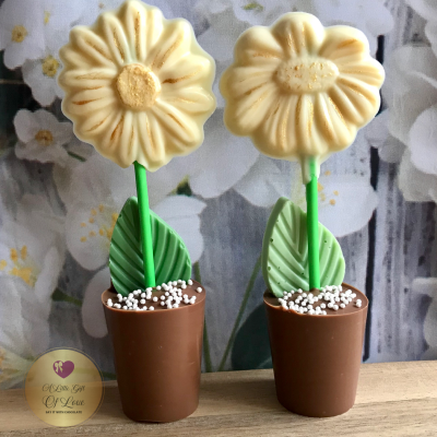 Daisy Chocolate Flower and Pot