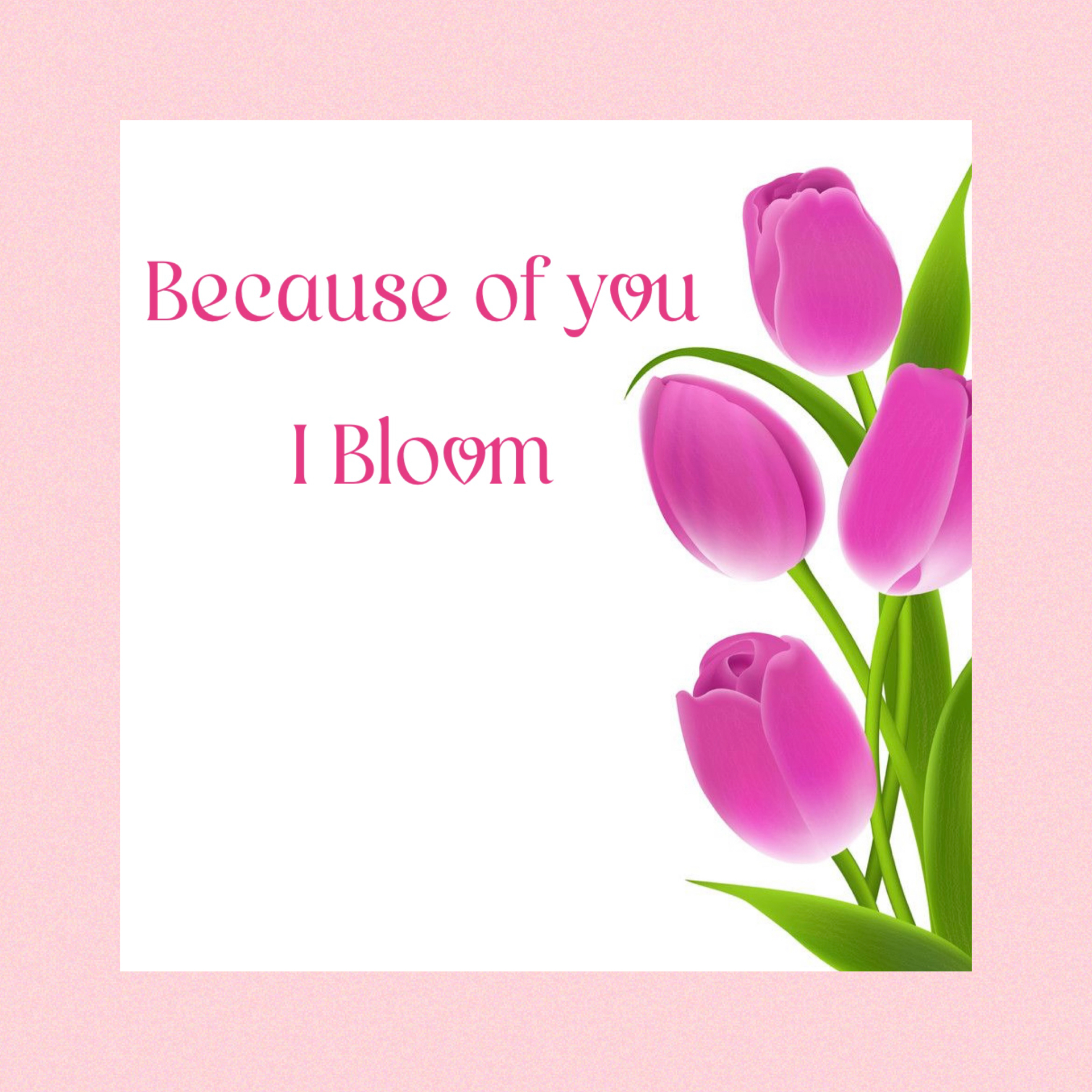 Chocolate Tulip with chocolate Pot - Image 4